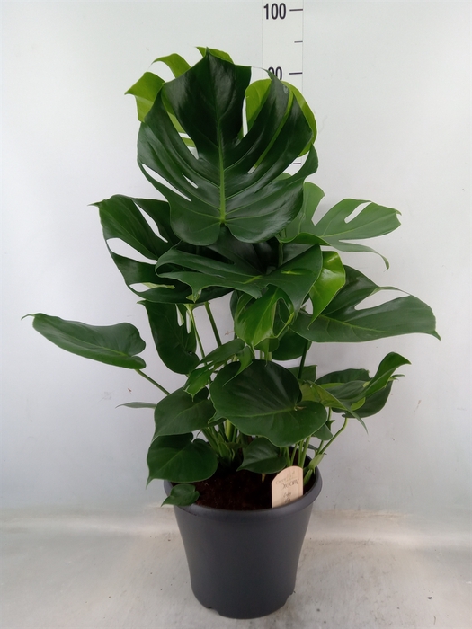 <h4>Monstera delic.</h4>