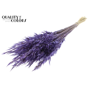 Avena Wild per bunch Purple