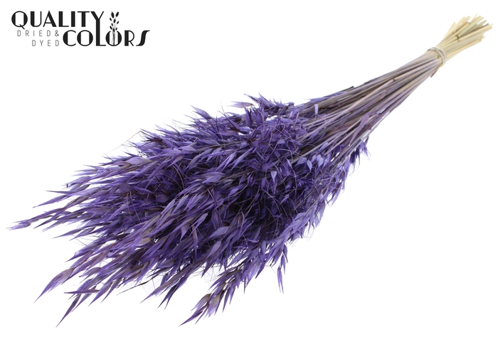 Avena Wild per bunch Purple