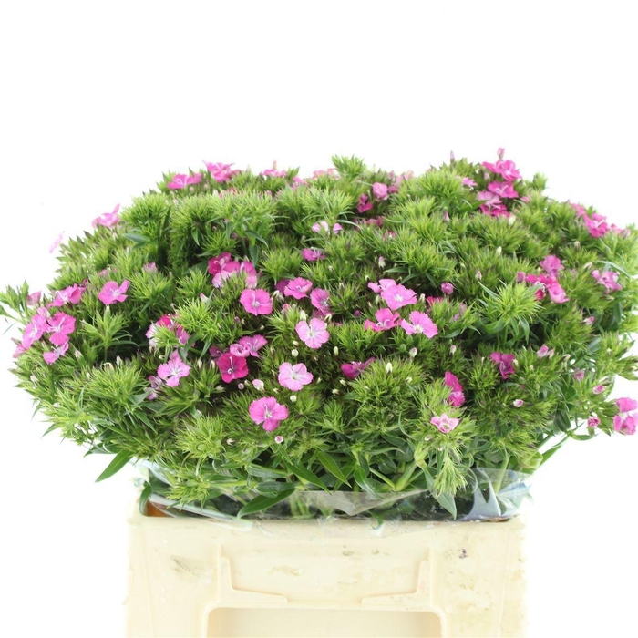 <h4>DI BARB AM ROSE</h4>