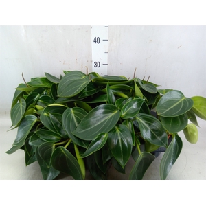 Peperomia
