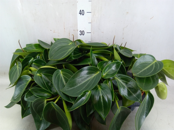 <h4>Peperomia</h4>