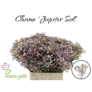 CHAME UN JUPITER SOL