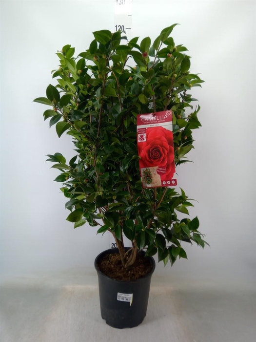 <h4>Camellia japonica</h4>