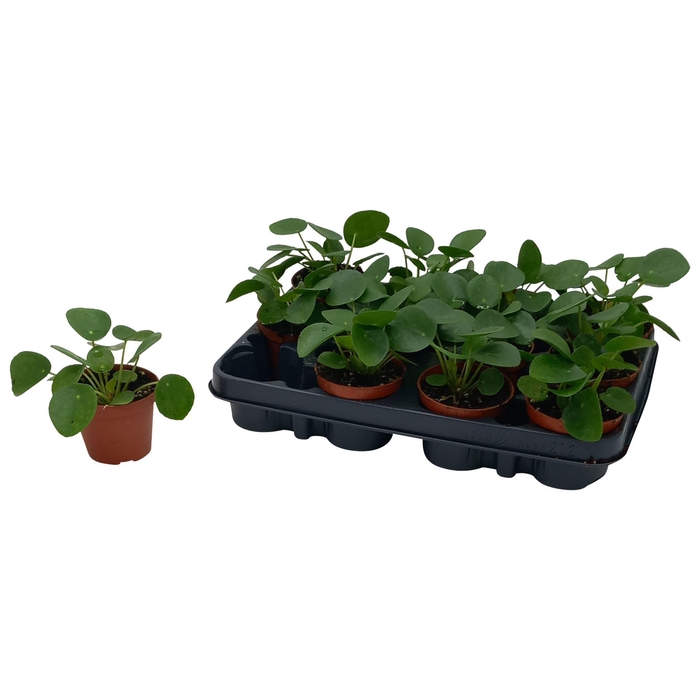 <h4>Pilea peperomioides</h4>