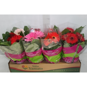 ANTHURIUM VARIADO P17
