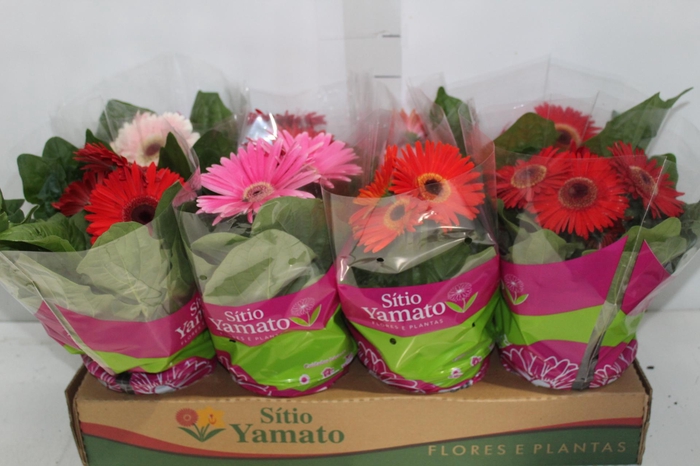 <h4>ANTHURIUM VARIADO P17</h4>