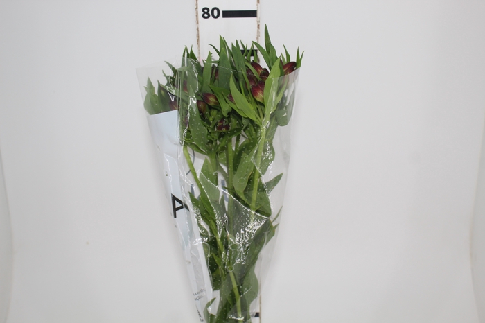 <h4>ALSTROEMERIA MARIAN 080 CM VERMELHO</h4>