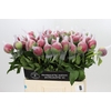 Paeonia Belgravia
