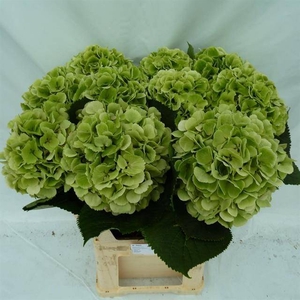 Hydr Verena Green Classic Happy Hydrangea