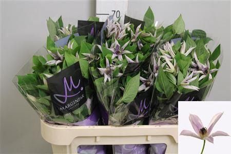 <h4>Clematis  'Amazing Miami'</h4>