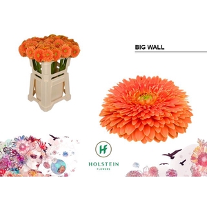 GE GB GERP BIG WALL