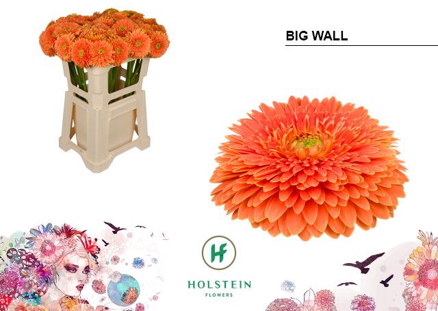 <h4>GE GB GERP BIG WALL</h4>