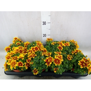 Bidens fer. 'Beedance Painted Red'