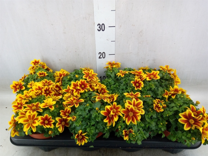 <h4>Bidens fer. 'Beedance Painted Red'</h4>
