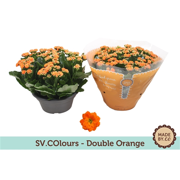 Kalanchoë Double Orange in SV.COloursleeve