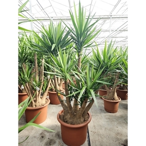 Yucca elephantipes