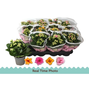 KAL GE GEM TWEEKL BL