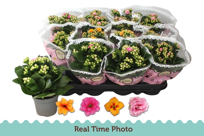 <h4>KAL GE GEM TWEEKL BL</h4>