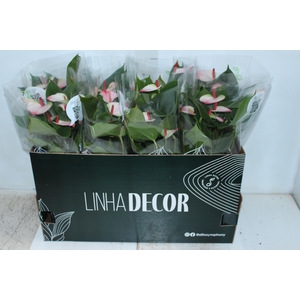 ANTHURIUM PRINCE AMALIA ELEGANCE P15