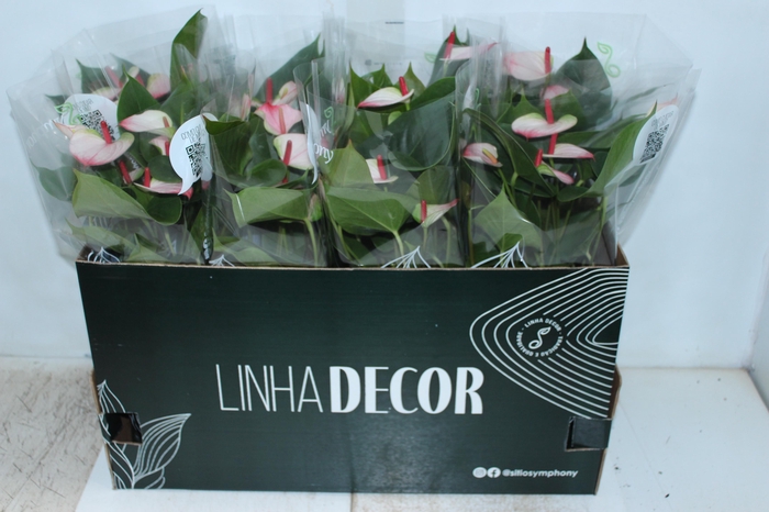 <h4>ANTHURIUM PRINCE AMALIA ELEGANCE P15</h4>
