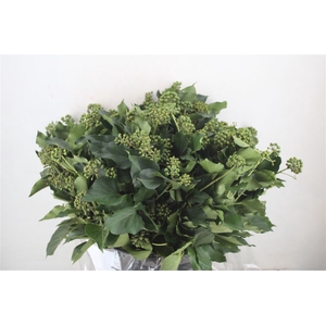 Hedera Berry 400gr P Bunch