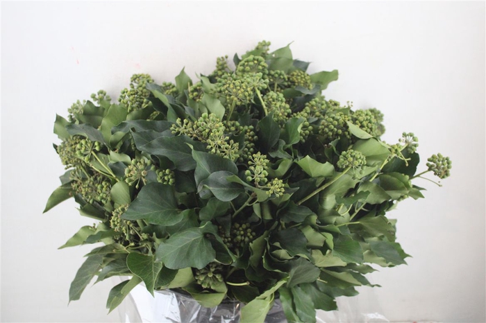 Hedera Berry 400gr P Bunch