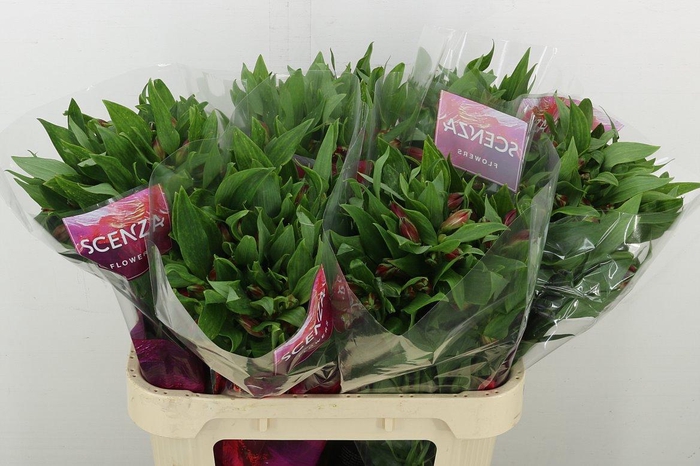 <h4>Alstr Nadya</h4>