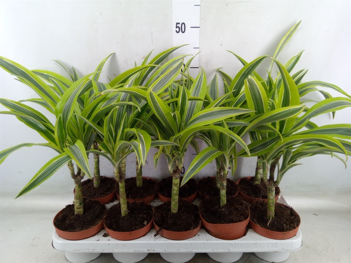 <h4>Dracaena fr de 'LemonLime'</h4>