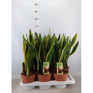 Sansevieria trifa. 'Laurentii'