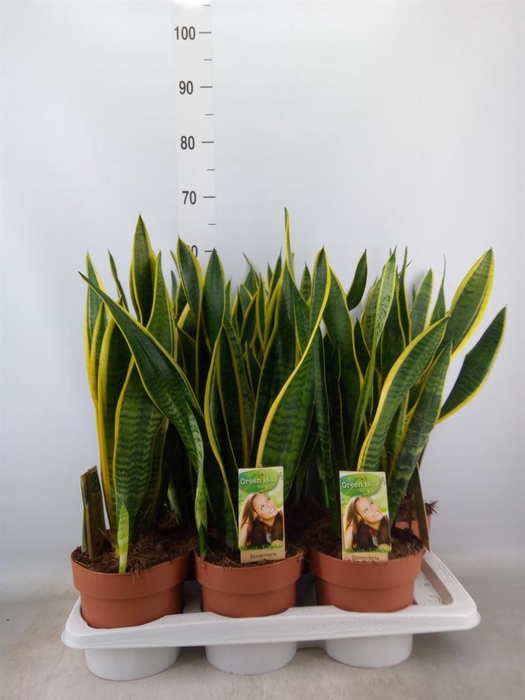 <h4>Sansevieria trifa. 'Laurentii'</h4>