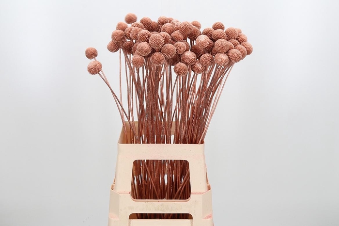 <h4>Craspedia Kl Bh Koper Xl</h4>