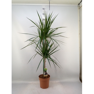 Dracaena marg.