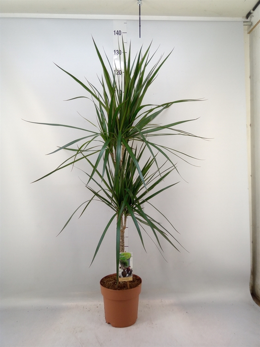 <h4>Dracaena marg.</h4>