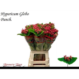 HYP GLOBO PUNCH