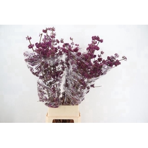 CALLICARPA BOD PROFU 130CM