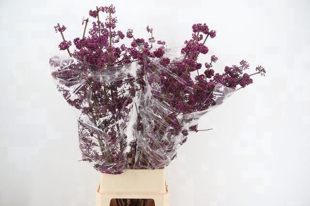 <h4>CALLICARPA BOD PROFU 130CM</h4>