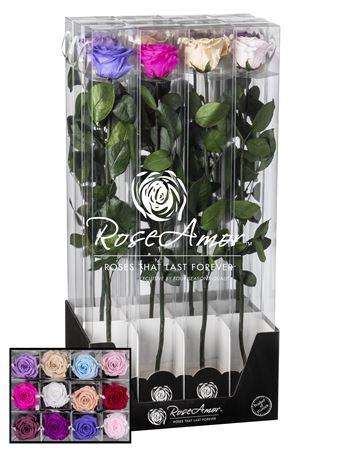 <h4>Display 60cm Stem Assorted Pastel</h4>