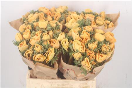 Anemone Powder Pecher