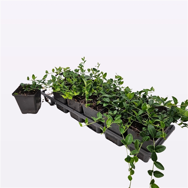 <h4>Vinca minor 'Alba'</h4>