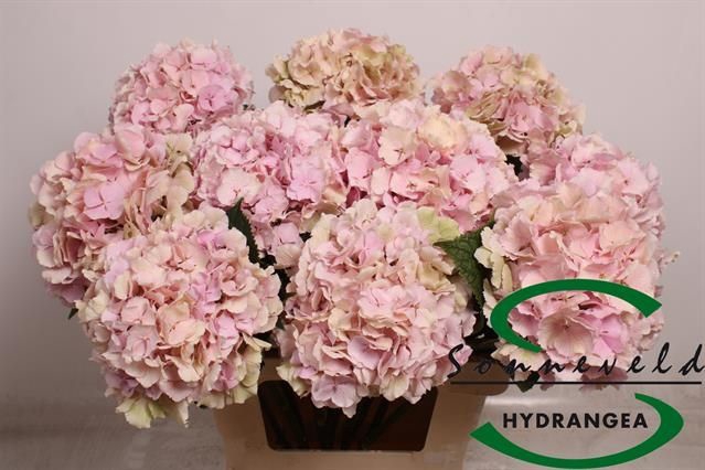 <h4>HYDR M CH VERENA CL</h4>