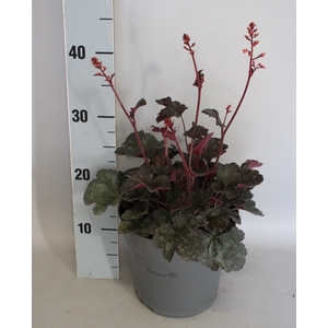 vaste planten 19 cm  Heuchera Hip Hip Hooray