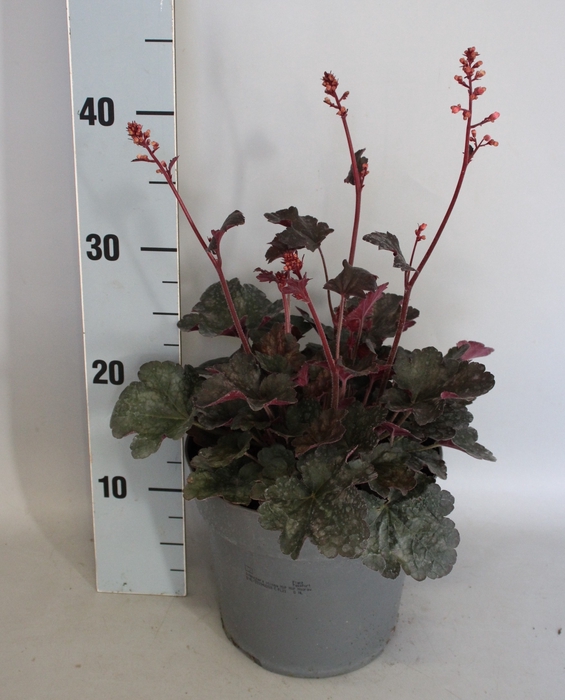 <h4>vaste planten 19 cm  Heuchera Hip Hip Hooray</h4>