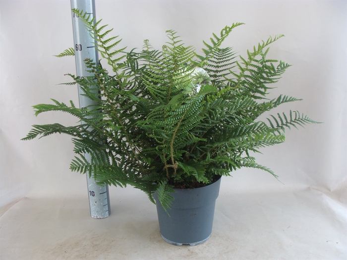 <h4>Asplenium   ...</h4>