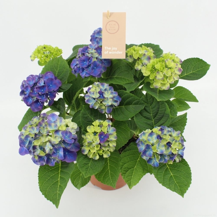 Hydrangea macr. Ningbo lila 9/10 flowers