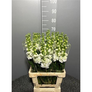 Matth Iron White