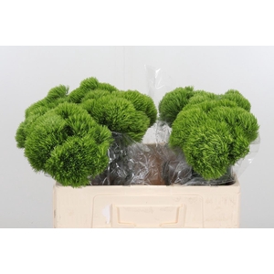 Dianthus Barbatus Overig