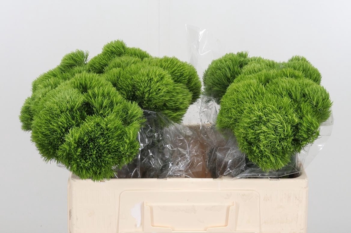 <h4>Dianthus Barbatus Overig</h4>