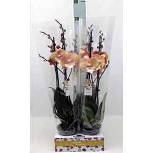 Phalaenopsis   ...orange