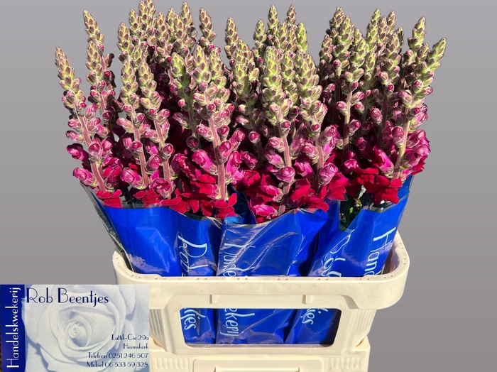 <h4>Antir Antibes Red Beentjes</h4>